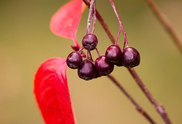 Aronia 4